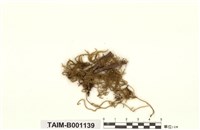 藏品(波葉假懸苔)的圖片